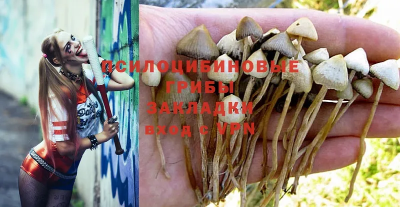 OMG сайт  Гвардейск  Псилоцибиновые грибы MAGIC MUSHROOMS 